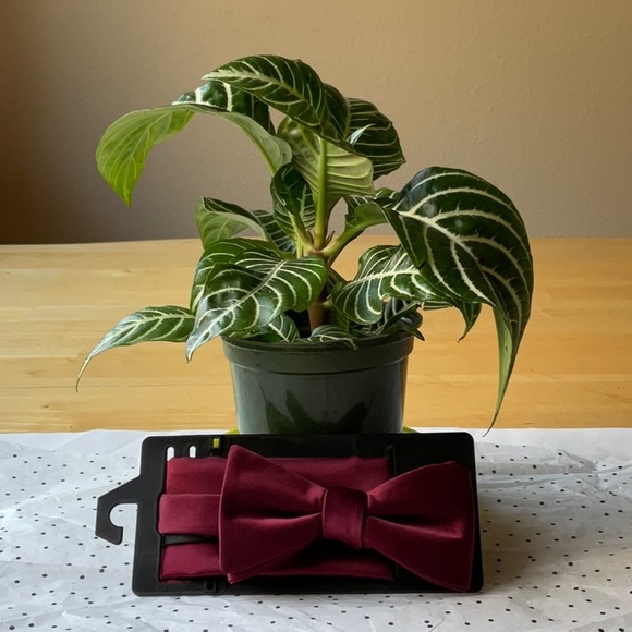 👔🥸👔 KHOL’S MEN’S  BOW TIE 🥸👔🥸 NWT 🥸👔🥸 - Picture 4 of 16